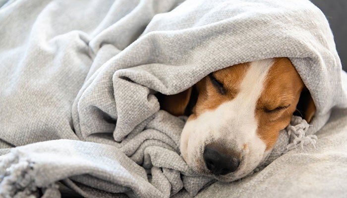 CANE COPERTA CANE COPERTA